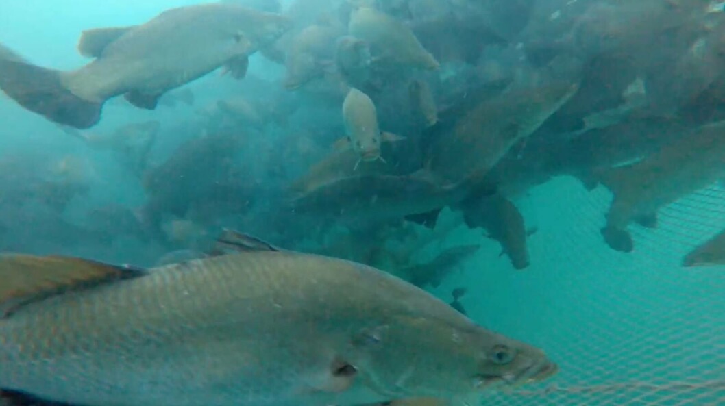 Barramundi in a net pen. Image taken from Barramundi Group video. Barramundi in a net pen. Image taken from Barramundi Group video.