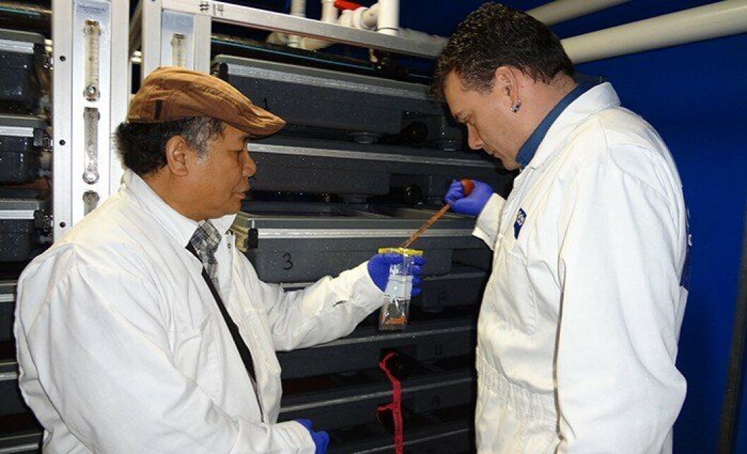 Picture: Dr. Jesse Ronquillo, left, North Island College aquaculture technician certificate instructor, collects salmon egg samples from incubation trays with Scott Peterson, hatchery site manager at Grieg Seafood. Source: North Island College Picture: Dr. Jesse Ronquillo, left, North Island College aquaculture technician certificate instructor, collects salmon egg samples from incubation trays with Scott Peterson, hatchery site manager at Grieg Seafood. Source: North Island College