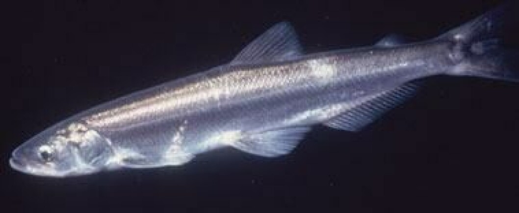Eulachon. Image: Department of fisheries and oceans. Canada.