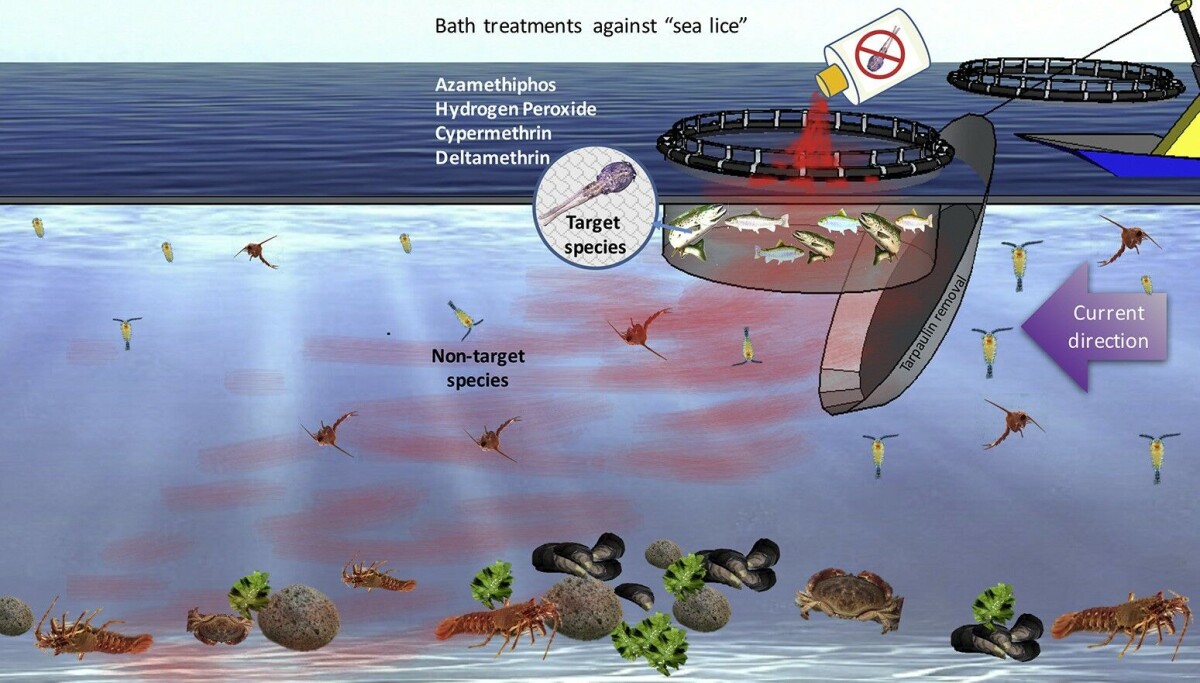 Chile: ‘Lice medicines are negatively affecting other species’