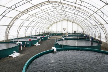 Taste of BC Aquaculture's existing steelhead RAS facility. Photo: Dirk Heydemann. Taste of BC Aquaculture's existing steelhead RAS facility. Photo: Dirk Heydemann.
