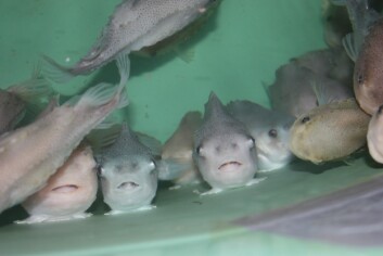 Benchmark's lumpsucker facilities at Aultbea and on Shetland are due to produce their first batches of cleanerfish in early 2017. Image: Rob Fletcher. Benchmark's lumpsucker facilities at Aultbea and on Shetland are due to produce their first batches of cleanerfish in early 2017. Image: Rob Fletcher.