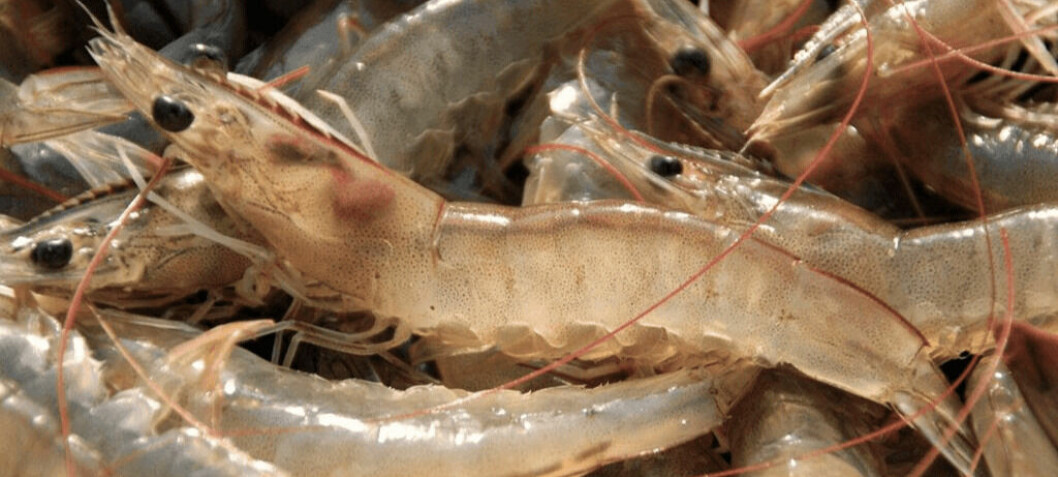 KnipBio gets green light for use in shrimp feed