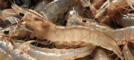 OTAQ takes bigger stake in shrimp counter developer