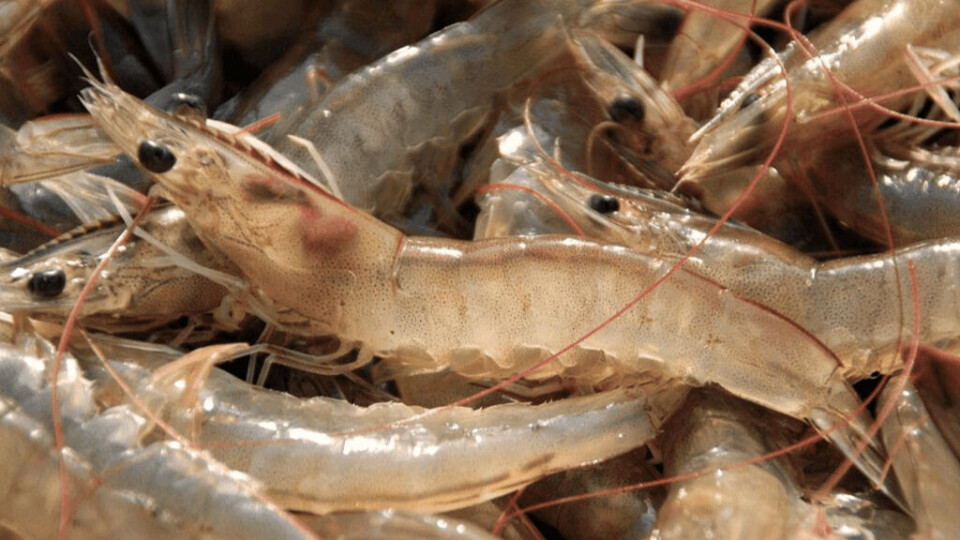 Benchmark has said its Advanced Nutrition division continues to face challenging conditions in the global shrimp market. Photo: File.
