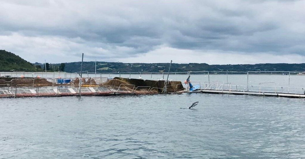 Nearly 27,000 fish escaped from the Tubildad farm, Ventisqueros said in a press release. Photo: Sernapesca. Nearly 27,000 fish escaped from the Tubildad farm, Ventisqueros said in a press release. Photo: Sernapesca.