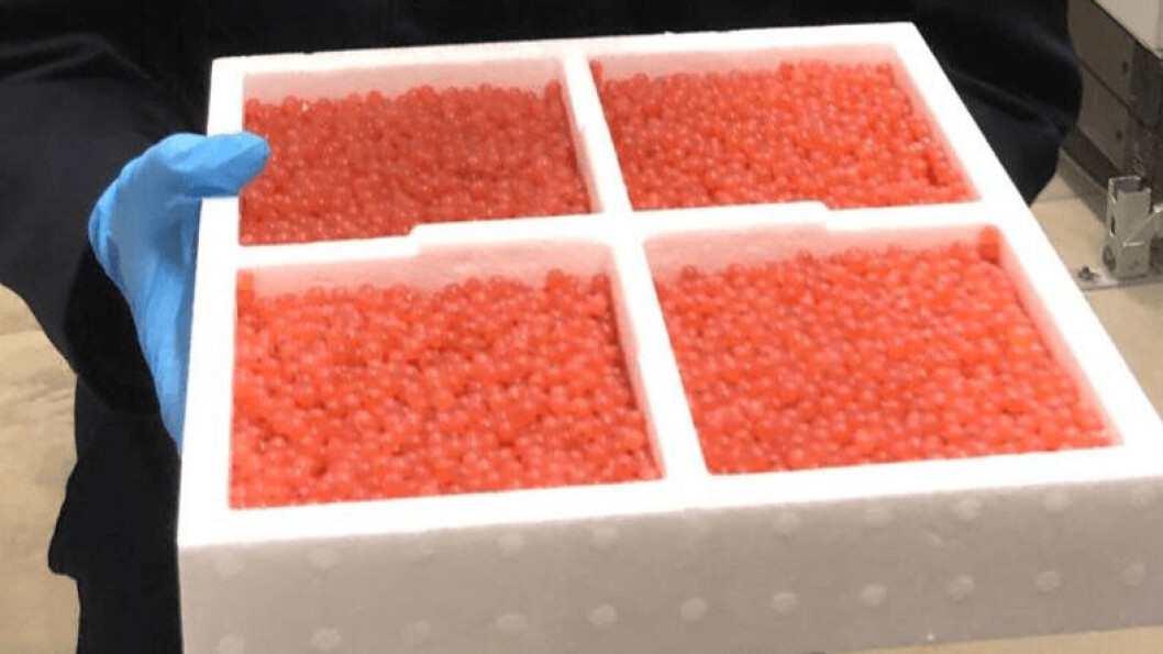 Going into ova-drive: StofnFiskur has profited from the ban on the import of Norwegian salmon eggs to Scotland. Going into ova-drive: StofnFiskur has profited from the ban on the import of Norwegian salmon eggs to Scotland.