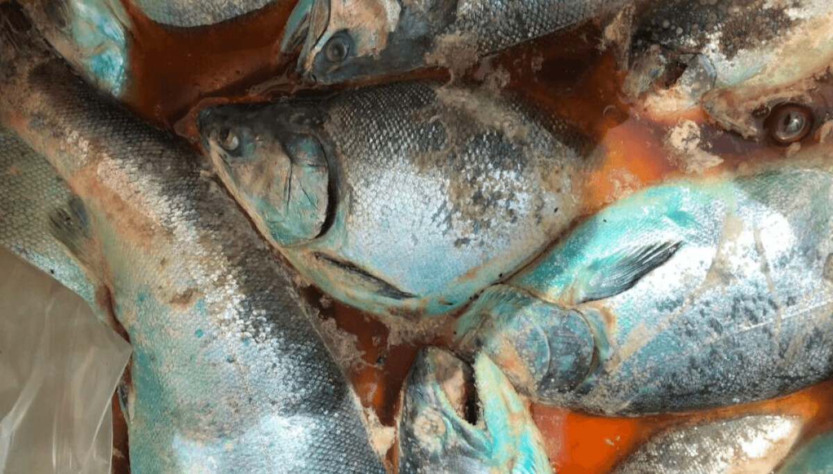 Little Salmon Rotto Chile: Workers warn of health threat as salmon rot in process plants