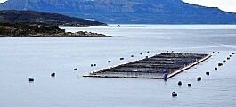 Chilean Atlantic salmon harvest grew 8.6% in 2018
