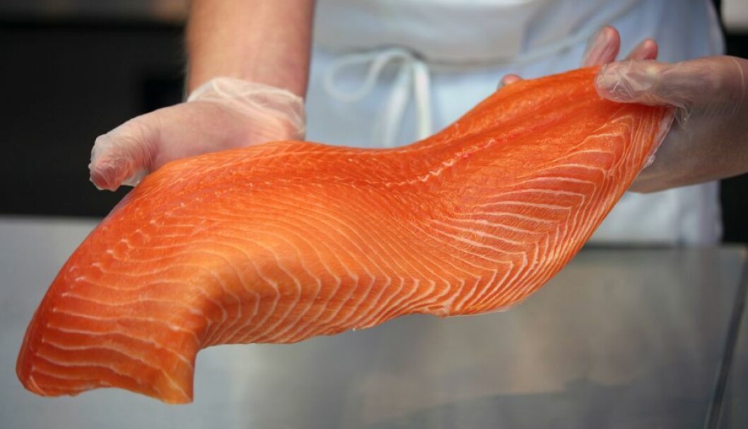 Atlantic salmon exports increased 33% by volume, although lower prices meant revenues only rose 12%. Photo: SalmonExpert Atlantic salmon exports increased 33% by volume, although lower prices meant revenues only rose 12%. Photo: SalmonExpert
