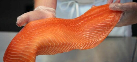 Chilean Atlantic salmon exports up 33%