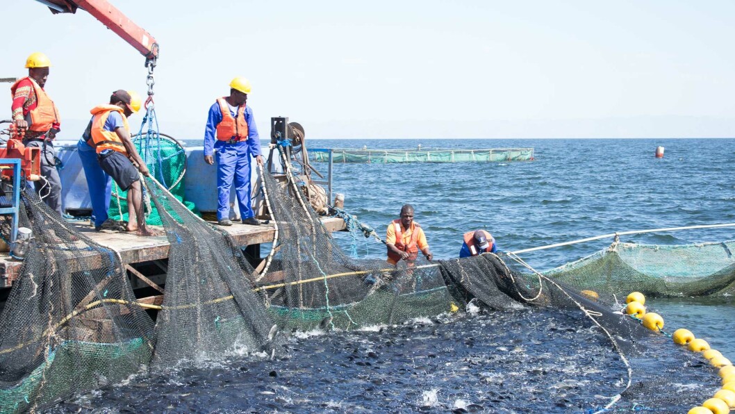 Tilapia farming operations on the 220km-long Lake Kariba, which borders Zambia and Zimbabwe. Photo: Hideyoshi Segovia. Tilapia farming operations on the 220km-long Lake Kariba, which borders Zambia and Zimbabwe. Photo: Hideyoshi Segovia.