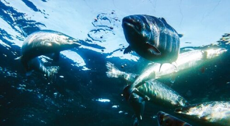 Benefit and risk assessment of fish in the Norwegian