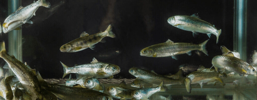 SARF has commissioned a study on growing smolt to 1kg in closed containment in the sea. Photo: Terje Aamodt/Nofima.