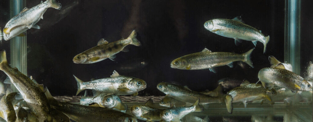 SARF has commissioned a study on growing smolt to 1kg in closed containment in the sea. Photo: Terje Aamodt/Nofima. SARF has commissioned a study on growing smolt to 1kg in closed containment in the sea. Photo: Terje Aamodt/Nofima.
