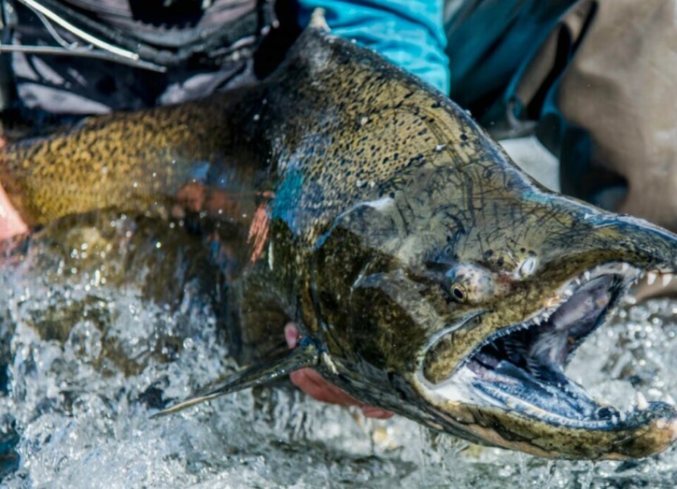 Patagonia King Salmon grows its fish in a RAS. Photo: Sealand Advanced Aquaculture.