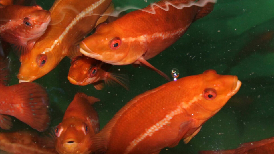 Farmed ballan wrasse are increasingly being used for lice control in salmon pens.