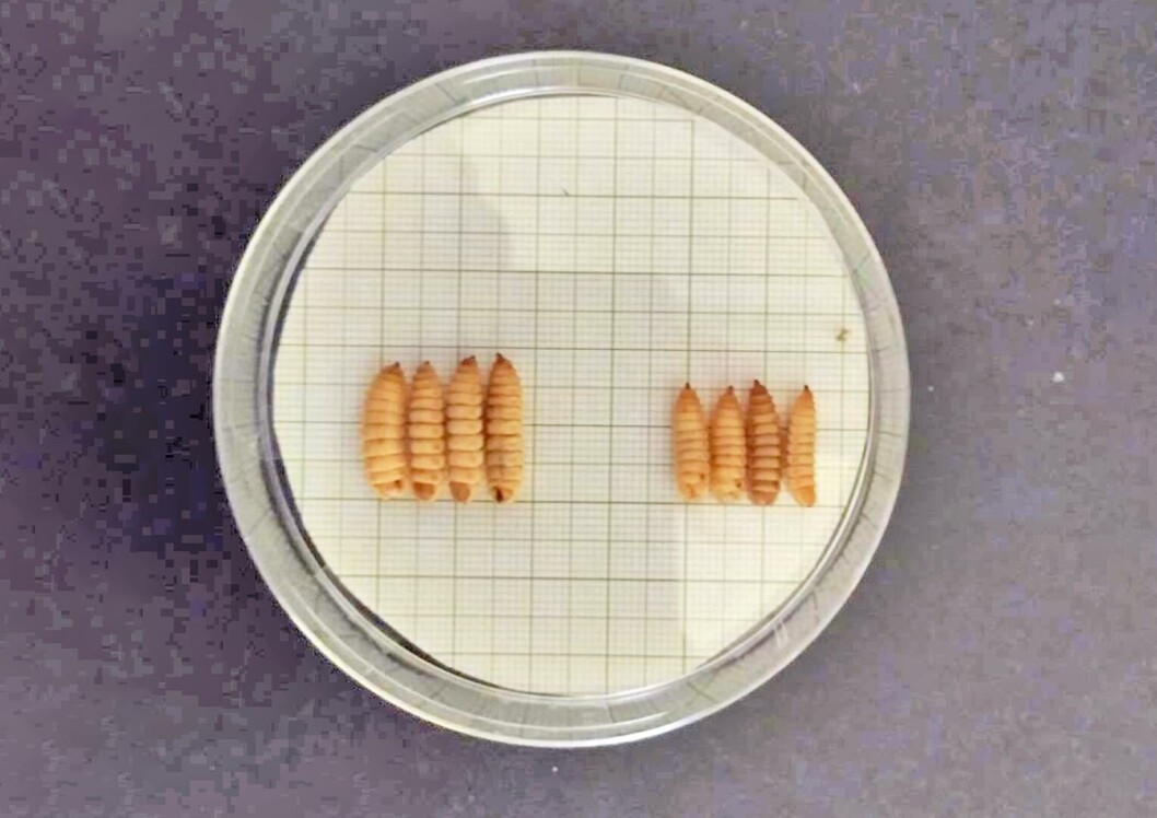 Protix and Hendrix Genetics have improved the protein and fat content of black soldier fly insect larvae by using selective breeding. The selectively-bred larvae, left, are 38% heavier. Photo: Protix. Protix and Hendrix Genetics have improved the protein and fat content of black soldier fly insect larvae by using selective breeding. The selectively-bred larvae, left, are 38% heavier. Photo: Protix.