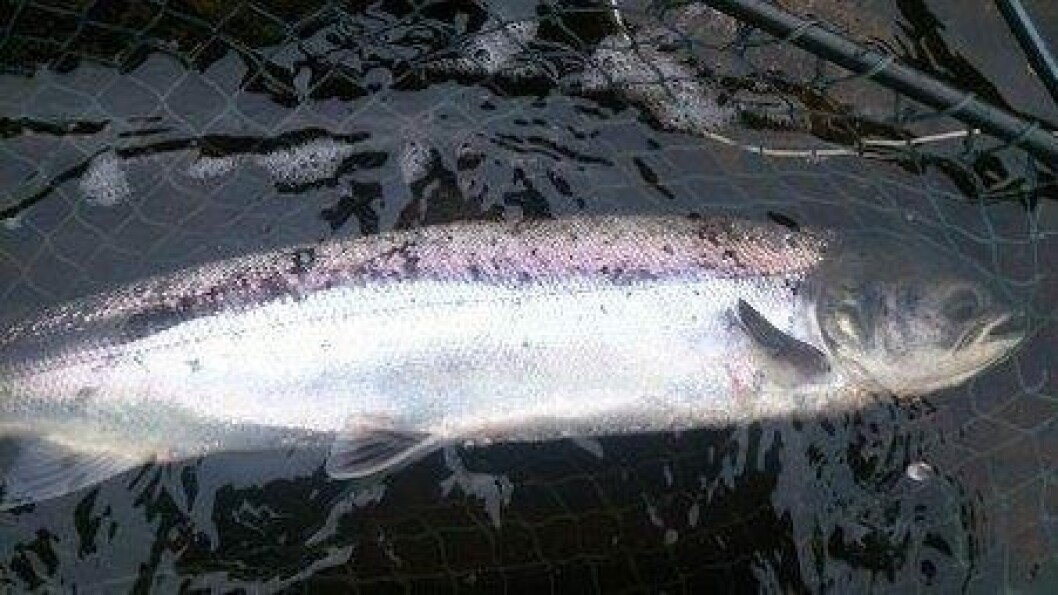 In most UK rivers, fewer than five salmon in a hundred now return to spawn. In most UK rivers, fewer than five salmon in a hundred now return to spawn.