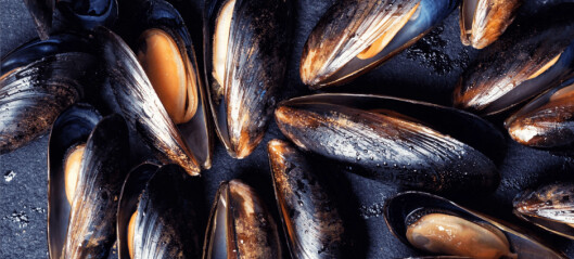 New record set for Scottish mussel production