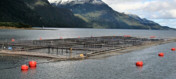 Chilean salmon farmers must reveal antibiotic use