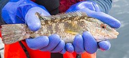 Salmon farmers welcome consultation on wild wrasse