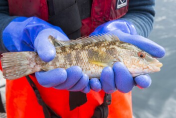 SAIC-supported experts in Scotland have worked out how to farm Ballan wrasse to provide a sustainable supply of cleaner fish. 