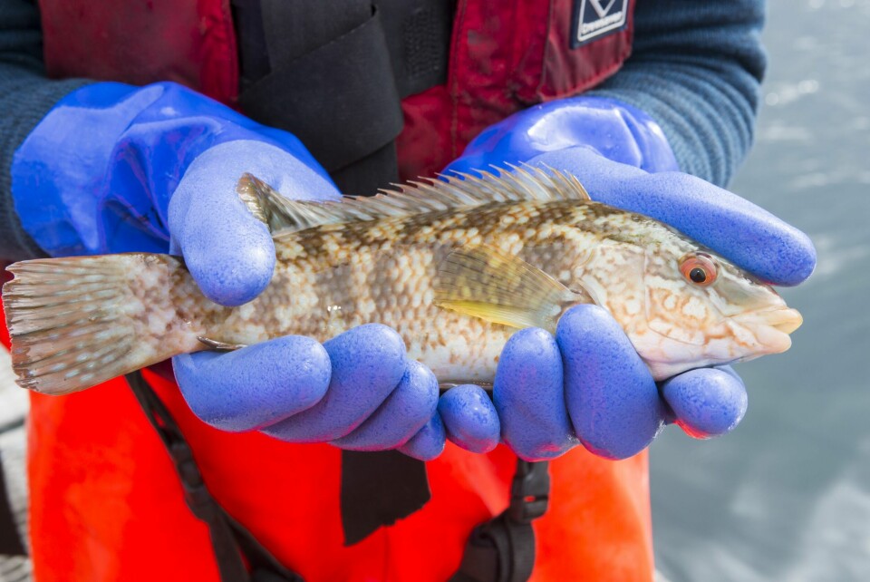 Wrasse are caught in traps for use as cleaner fish in salmon farm cages. Photo: Loch Duart.