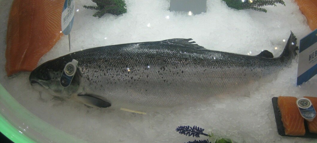 Soaring salmon sales boost UK exports
