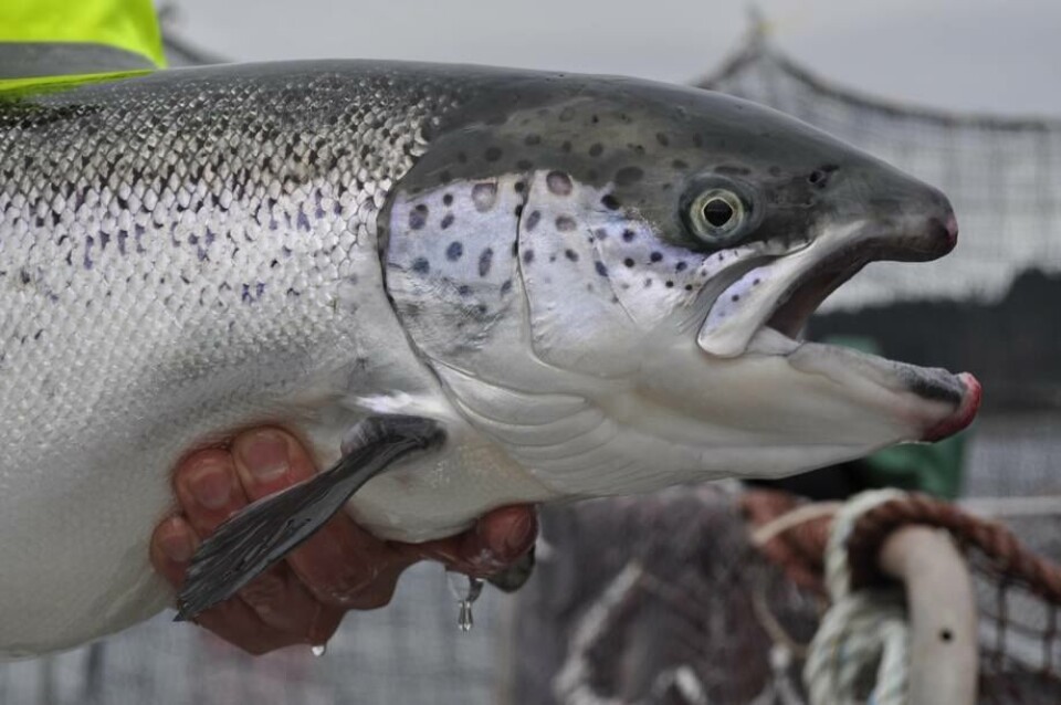 Chilean salmon mortality down to 13% in 2017