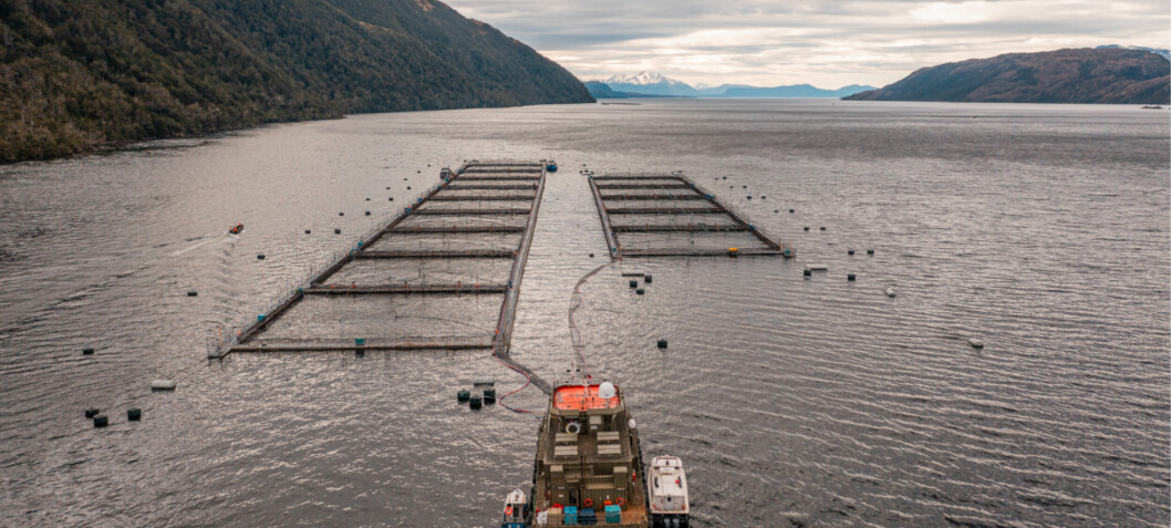 Chilean salmon licences may go to highest and greenest bidder