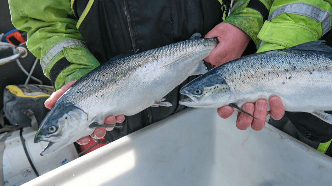 Improved fish health helped Mowi Scotland improve results in Q1 2021 compared to Q1 last year. Photo: Mowi.
