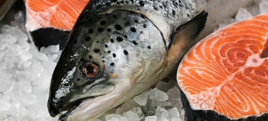Chilean salmonid export earnings rise 11.6%