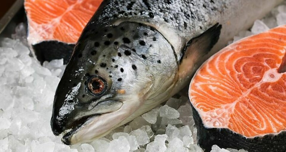 Reference image of salmon. Photo: Prochile.