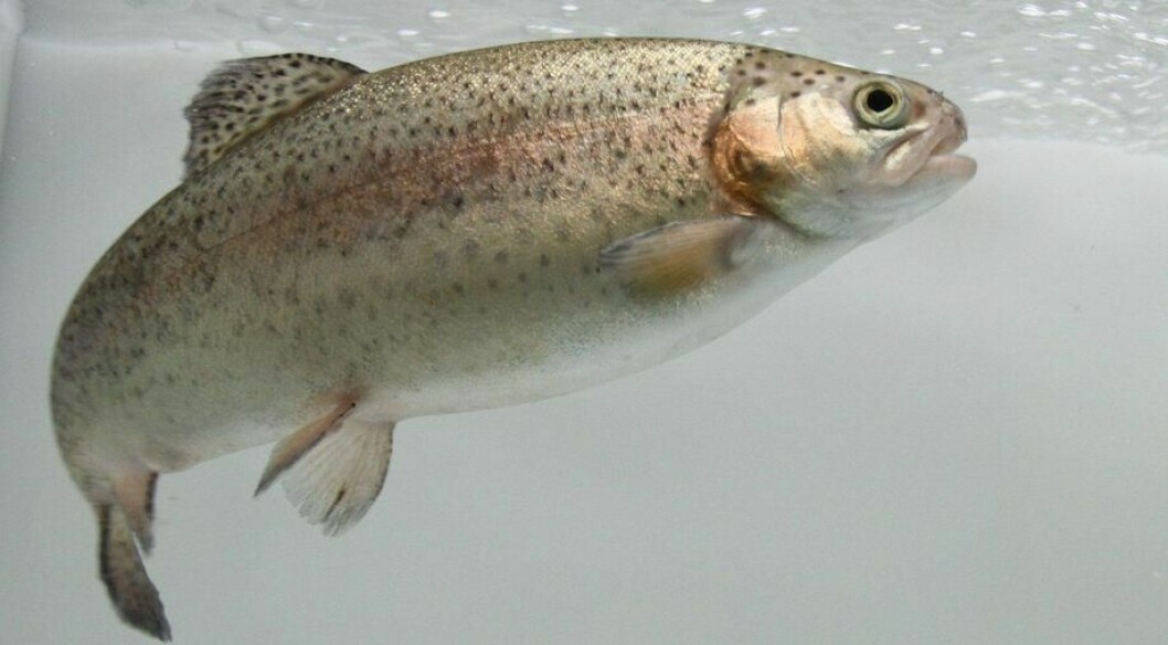 Aller Aqua will research the use of green protein in trout feed. Photo: Aller Aqua.