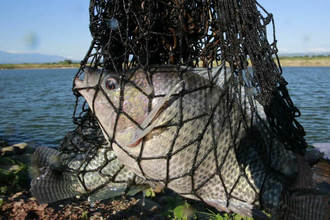 Tilapia are a vital protein source for many people in Africa and Asia. Picture: BioMar