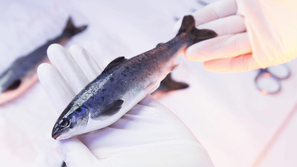 STIM's patented SuperSmolt feed improves the consistency of salmon smoltification under constant light.