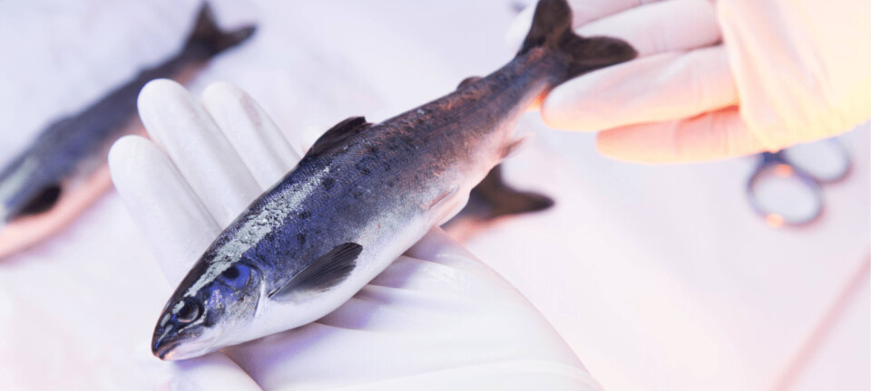 BioMar must pay £3.1m for SuperSmolt patent breach