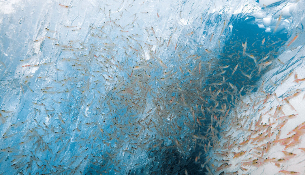 BioMar and Aker BioMarine have backed plans for areas of the Antarctic where krill can't be fished. Photo: Aker BioMarine BioMar and Aker BioMarine have backed plans for areas of the Antarctic where krill can't be fished. Photo: Aker BioMarine