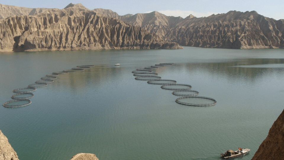 Qinghai Minze Longyangxia Ecological Aquaculture Co farms trout in a reservoir on the Tibetan plateau. Photo: BioMar.