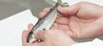 BioMar told to compensate STIM for copying SuperSmolt feed