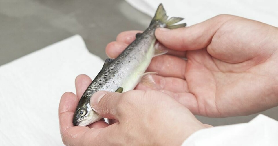 BioMar must pay compensation to STIM for copying its SuperSmolt FeedOnly product and system. Photo: STIM.