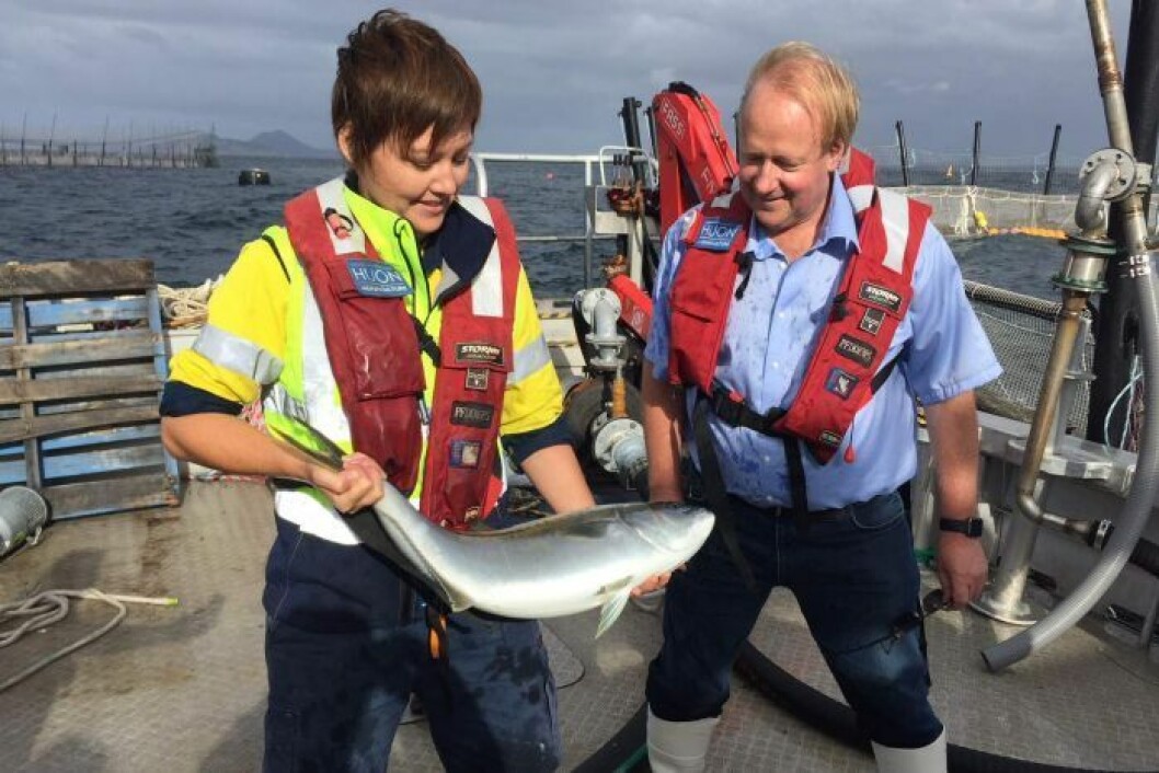 Huon boss Peter Bender and Elisha Lovell examine a market-weight kingfish. Photo: ABC Huon boss Peter Bender and Elisha Lovell examine a market-weight kingfish. Photo: ABC