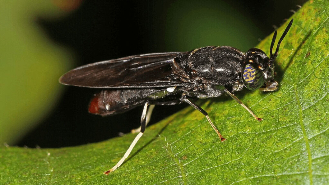 Roslin Technologies intends to double the growth rate of the black soldier fly. Photo: National Arboretum, Washington DC. Roslin Technologies intends to double the growth rate of the black soldier fly. Photo: National Arboretum, Washington DC.