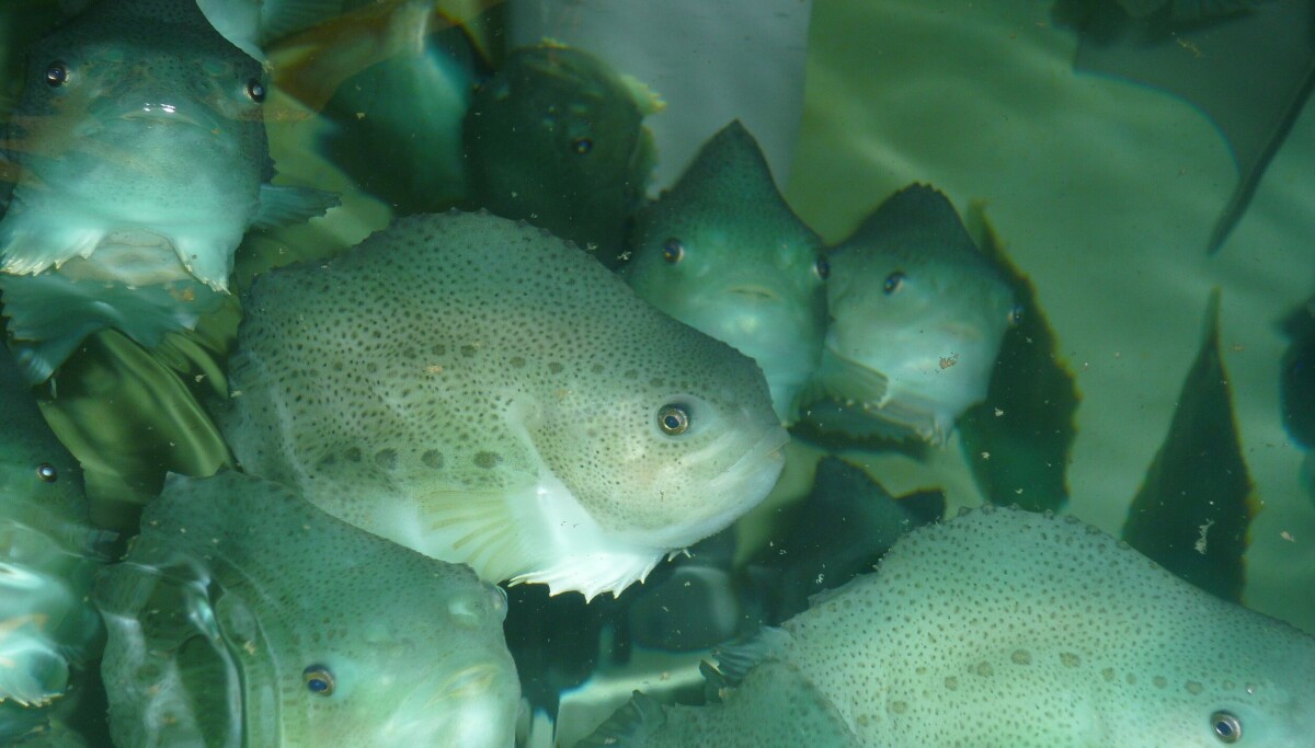 Cleaner Fish Ritual Cleaner fish course to address training gap