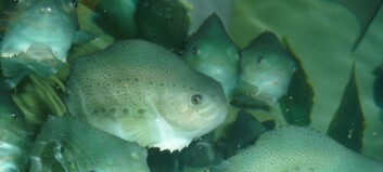 Cleaner fish course to address training gap