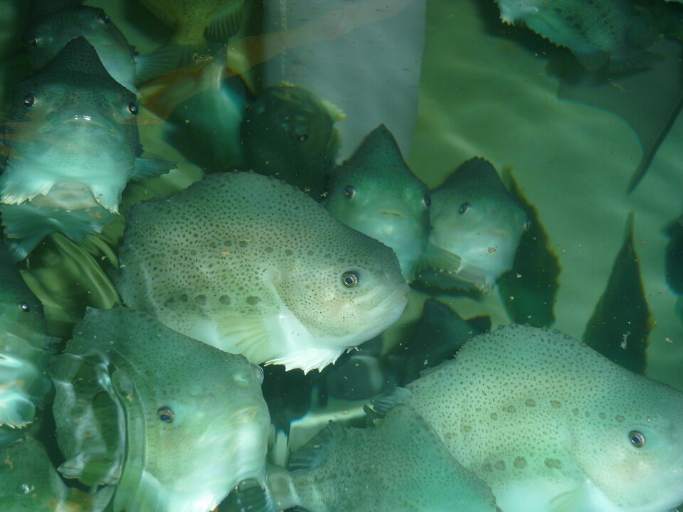 Lumpfish, one of the cleaner fish species deployed on Scottish salmon farms. Photo: Claire Treasurer