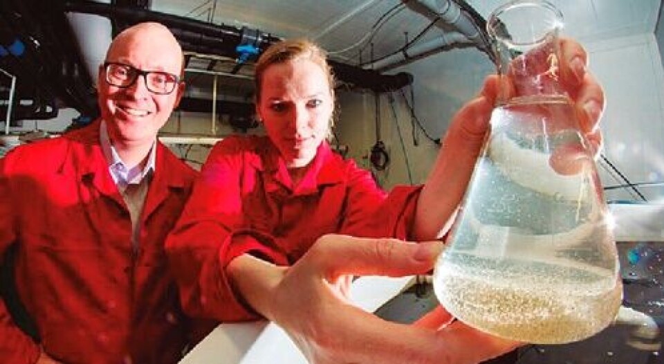 Cleaner fish feeds