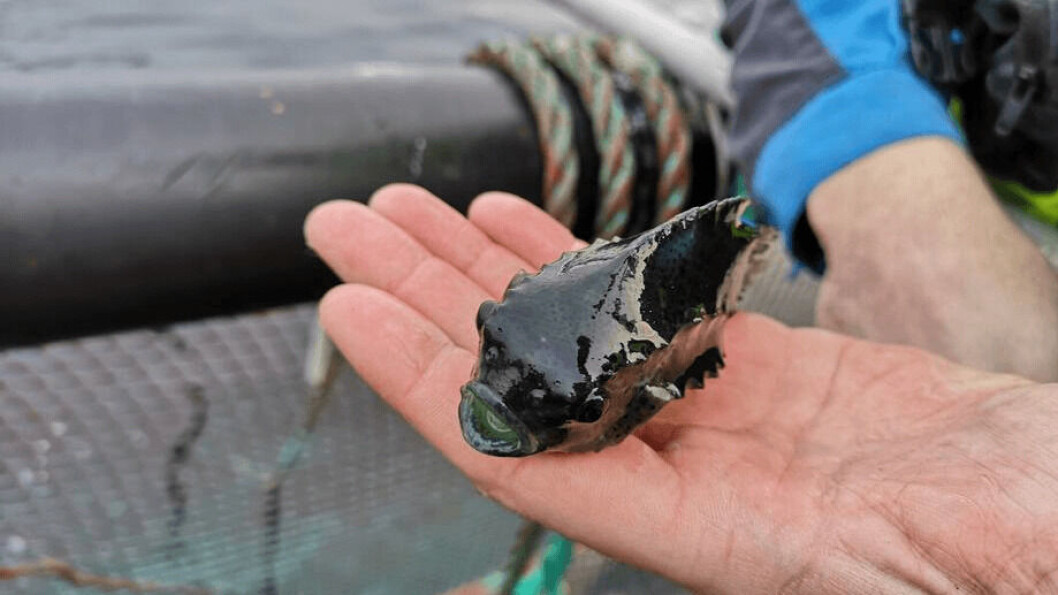 Artifish SB says it can train cleaner fish to be much more efficient at eating sea lice. Photo: Ole Andreas Drønen. Artifish SB says it can train cleaner fish to be much more efficient at eating sea lice. Photo: Ole Andreas Drønen.