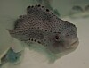 Cleanerfish combination concerns